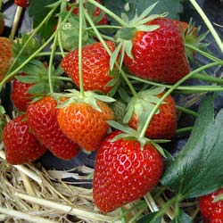 Fragaria vesca Charlotte